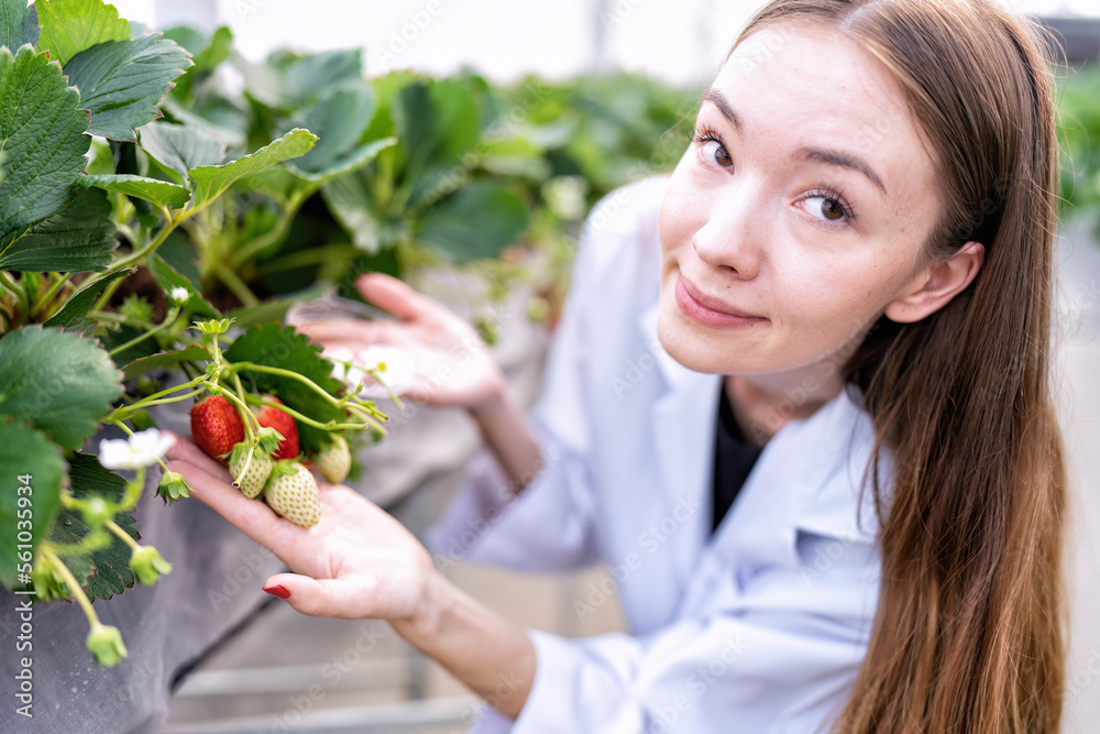 Fruit researcher in high tech greenhouse hydroponic farming monitor the grow of vegetable strawberry Fruit researcher in high tech greenhouse hydroponic farming monitor the grow of vegetable strawberry