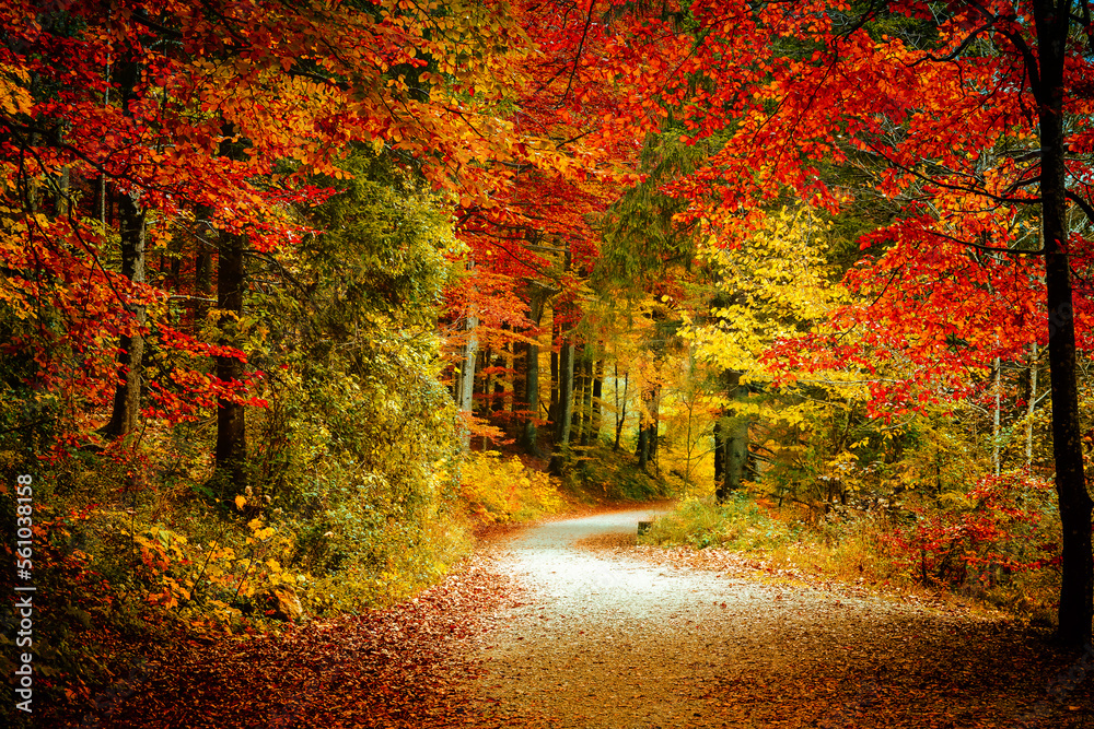 Naklejka premium Wonderful autumn landscape. Beautiful romantic alley near popular alpine lake Grundlsee with colorful trees. Scenic image of forest landscape at sunny day. stunning nature background