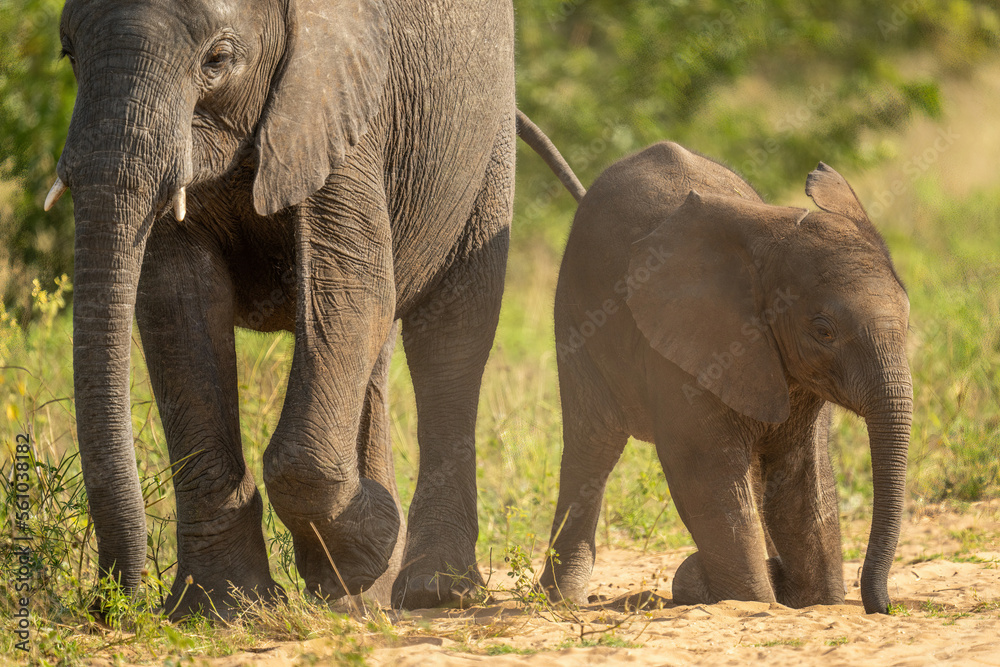 Fototapeta premium Baby African bush elephant kneels by mother