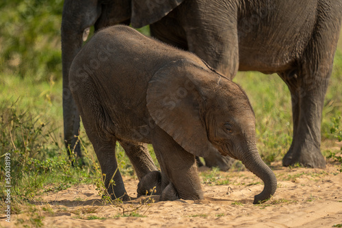 Baby African bush elephant kneeling on track
