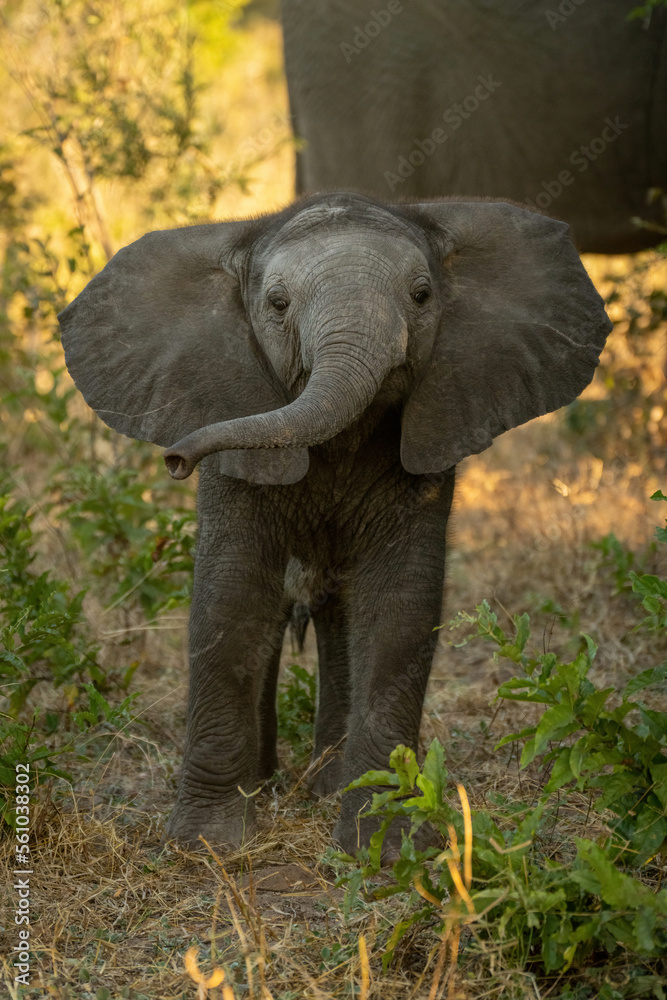 Baby African bush elephant standing raising trunk