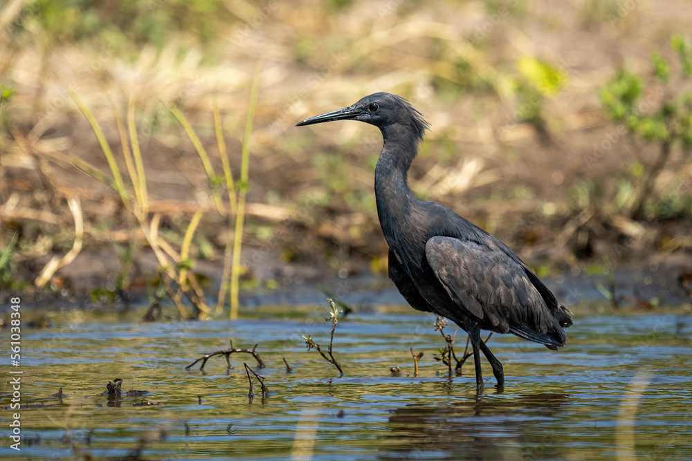 Naklejka premium Black heron wades through shallows in sunshine