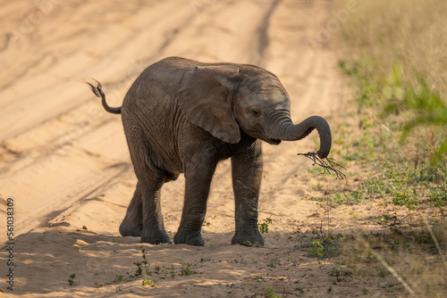 Baby African elephant crosses track carrying branch