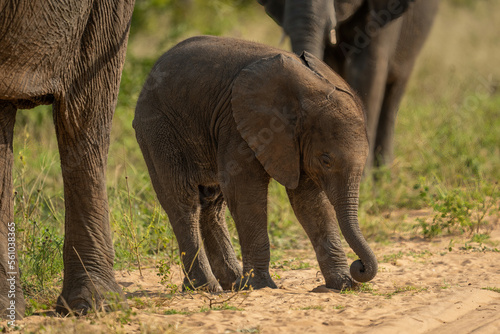 Baby African bush elephant standing rolling trunk