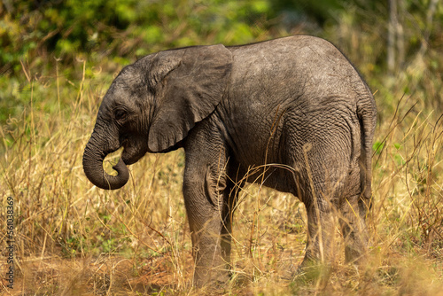 Baby African bush elephant standing curling trunk