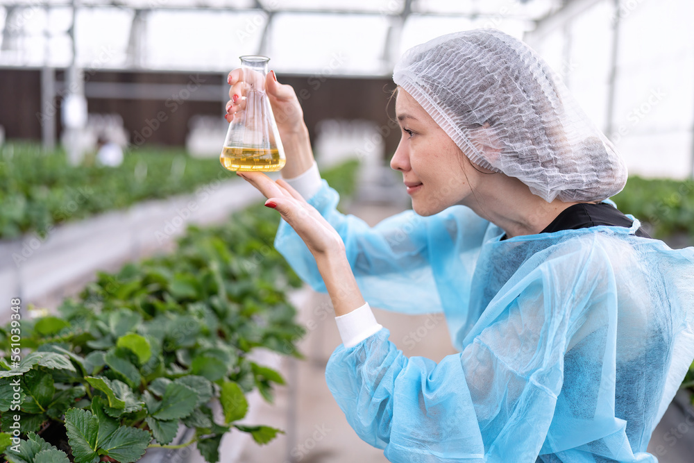 Fruit researcher in greenhouse hydroponic farming test natural liquid ...