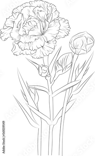 Flowers branch of carnation flower Hand drawing  vector illustration Vintage design elements bouquet floral natural collection.