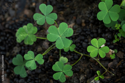Green background with three-leaved shamrocks, Lucky Irish Four Leaf Clover in the Field for St. Patricks Day holiday symbol. with three-leaved shamrocks, St. Patrick's day holiday symbol, earth day..