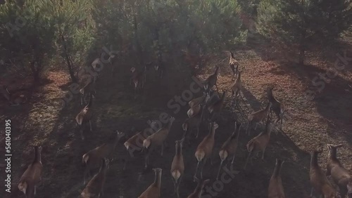 Wild young deer family grazing, green lawn grass, group or herd of juvenile animals. Aerial view of Herd of Roe Deer walking on meadow along the forest. Roe deers in a natural environment.