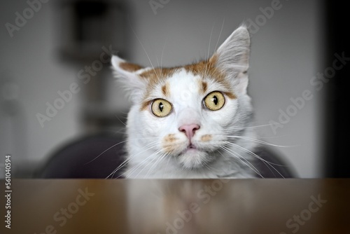 Funny tabby cat looking crazy to the camera. Horizontal image with selective focus. 