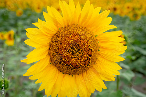 Beautiful blooming sunflower close up.