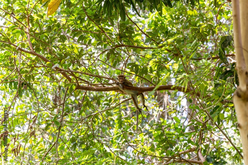 Fototapeta premium A monkey on the tree in the jungle. Sri Lanka.