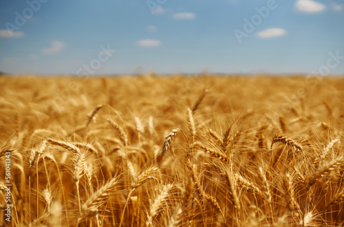 Wheat golden field. Summer background of ripening ears of landscape. Harvesting. Agro business.