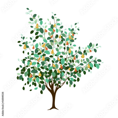 Pear tree with ripe fruits and green leaves. Vector illustration isolated on white background.