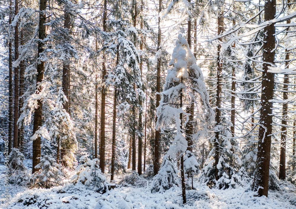 Fantastic winter landscape, magic sunset in the wood Fantastic winter landscape, magic sunset in the wood