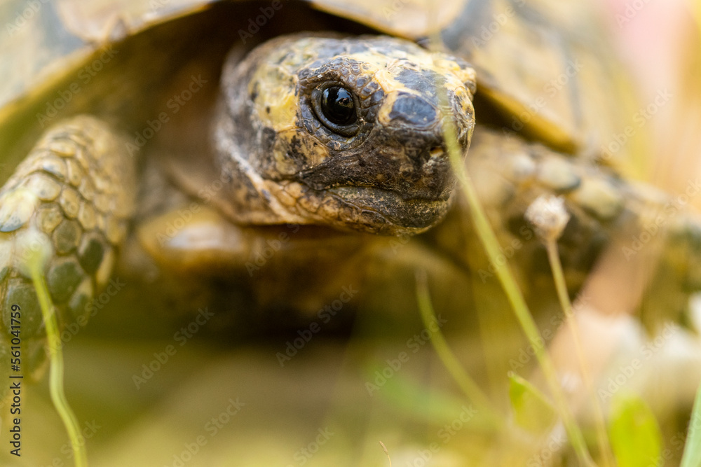 Small turtle on grassy meadow Small turtle on grassy meadow