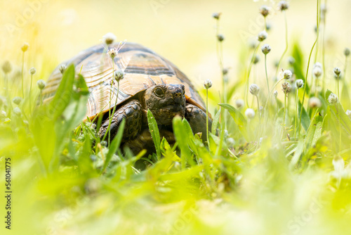 Obraz na plátně Small turtle on grassy meadow