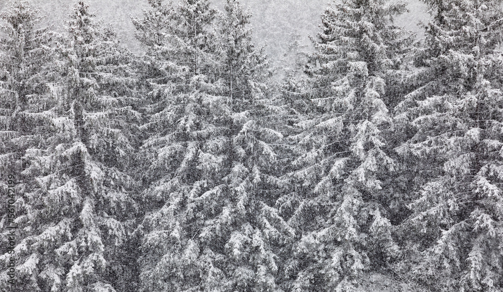 Strong snowfall in the wood Strong snowfall in the wood