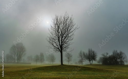 tree with morning fog