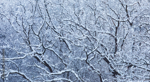 snowy branches in the winter forest