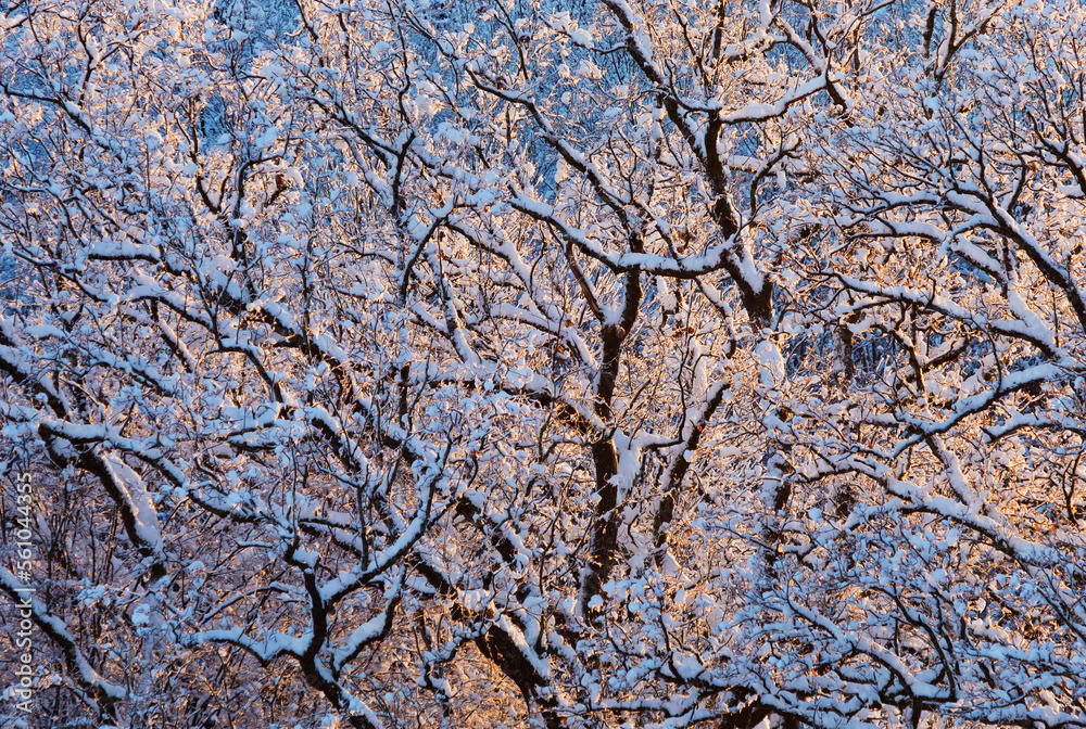 snowy branches in the winter forest snowy branches in the winter forest