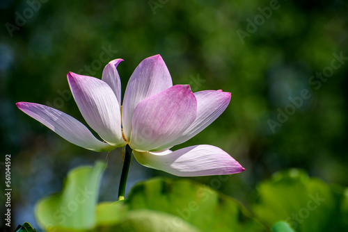 pink lotus in the pond