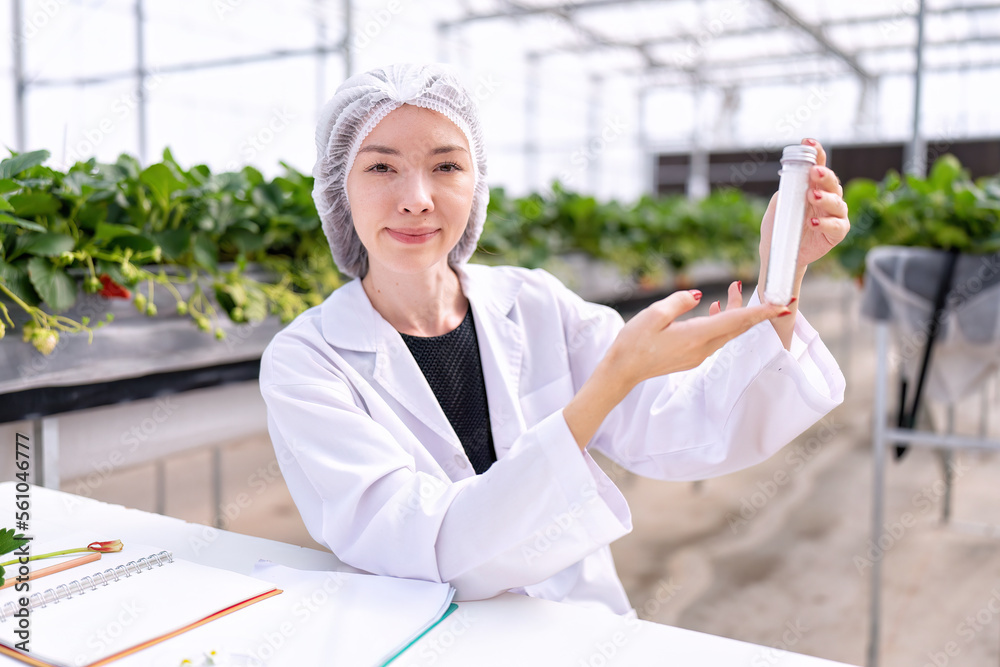 Fruit researcher in greenhouse hydroponic farming test natural fertilizer grow of strawberry Fruit researcher in greenhouse hydroponic farming test natural fertilizer grow of strawberry