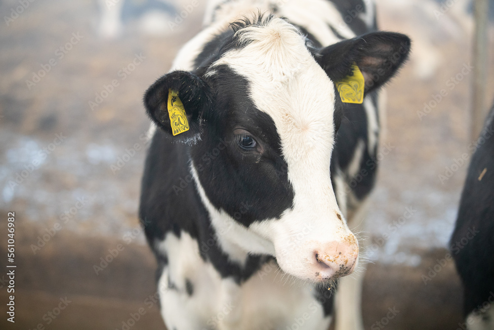 Young calves up to a year old. Young individuals belong to artiodactyls. The young of some wild species are also sometimes referred to as calves.