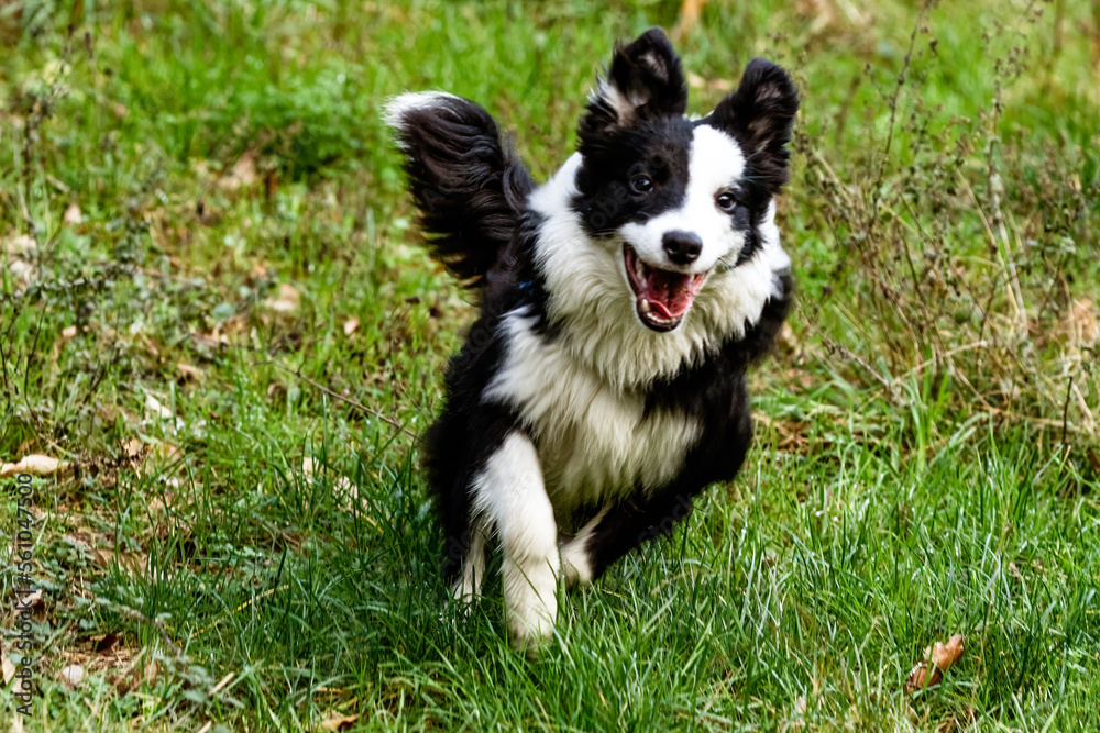 Border Collie dog plays and runs on the lawn.