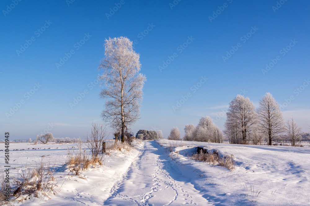 Piękny słoneczny zimowy dzień, Podlasie, Polska Piękny słoneczny zimowy dzień, Podlasie, Polska