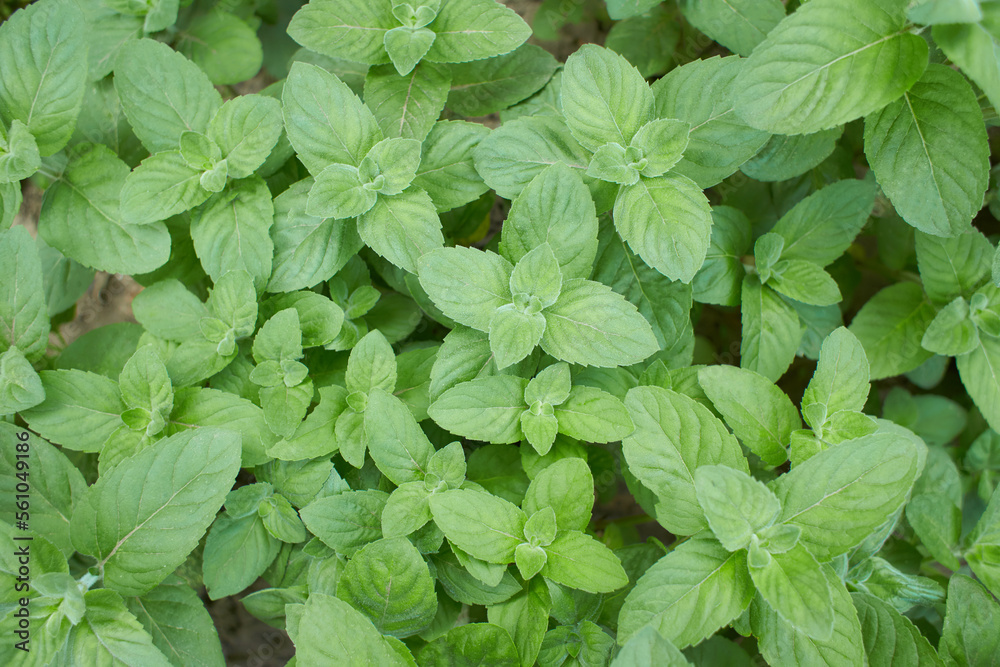 Flat-leaved menthol. Menthol green leaves growing in the garden Flat-leaved menthol. Menthol green leaves growing in the garden