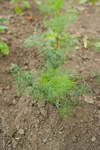 Flat-leaved dill. Dill leaves. Green leaves. Dill growing in the garden