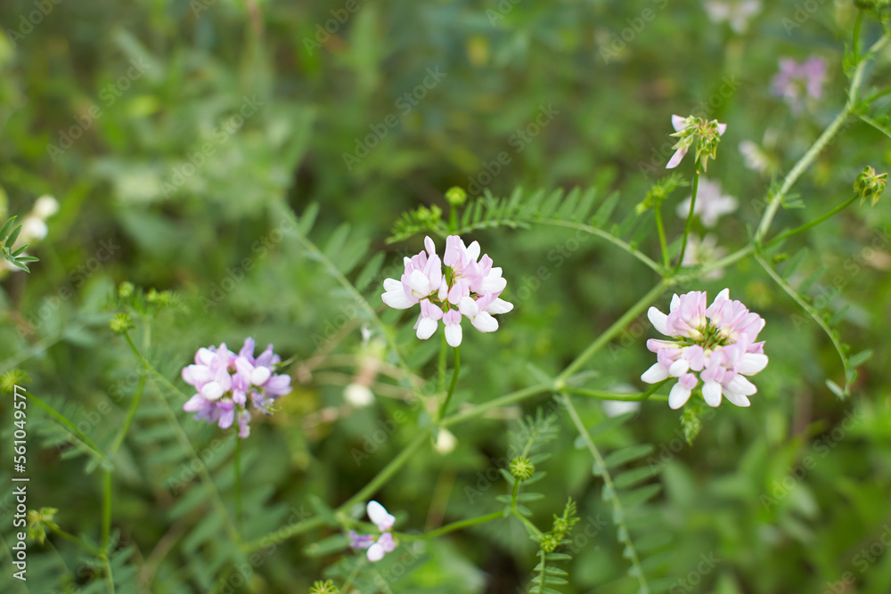 White flowers of Crownvetch in the garden. Summer and spring time. White flowers of Crownvetch in the garden. Summer and spring time.
