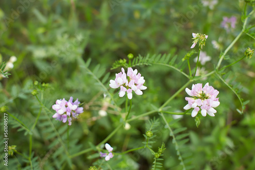 White flowers of Crownvetch in the garden. Summer and spring time.