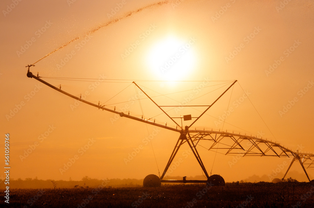 Agricultural irrigation system watering wheat fields in summer	