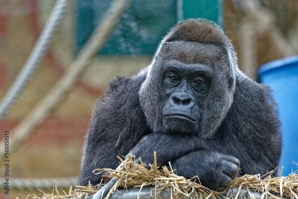 Obraz premium Gorilla