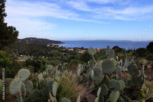 landscape in Le Lavandou, french riviera, france photo