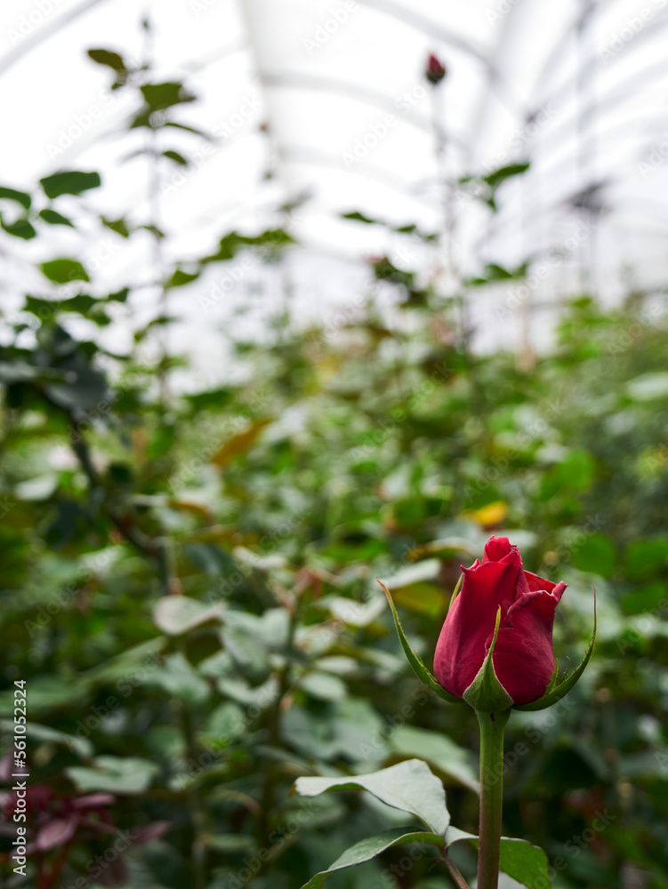 Plantation roses growing inside in a greenhouse Plantation roses growing inside in a greenhouse