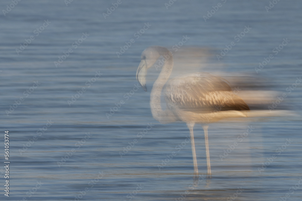 Fototapeta premium A slow shutter panning shot of Greater Flamingos in the morning at Tubli bay, Bahrain
