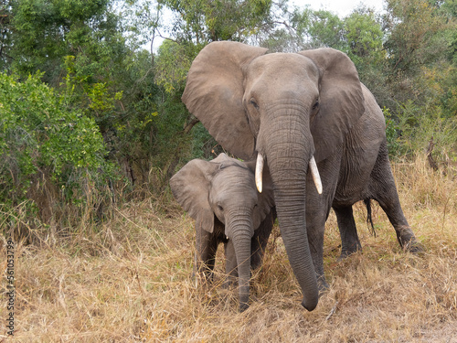 Elephant and Calf