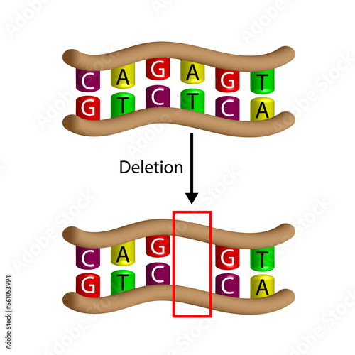 Deletion mutation,  the loss of one or more nucleotides from a segment of DNA, Changing sequence of G and C, T and A on DNA strand. Genomics, Scientific design, Vector illustration