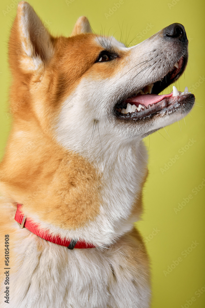 Akita Inu sitting and looking away, 2 years old, isolated on green studio background. pedigreed Shiba inu Dog Looks Curious, copy space. pets, animals, puppy concept