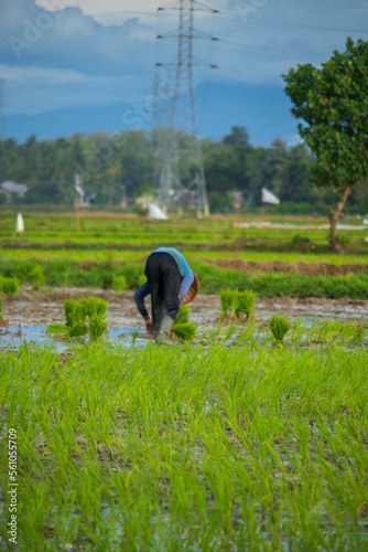 Farmer in rice field © Azmil