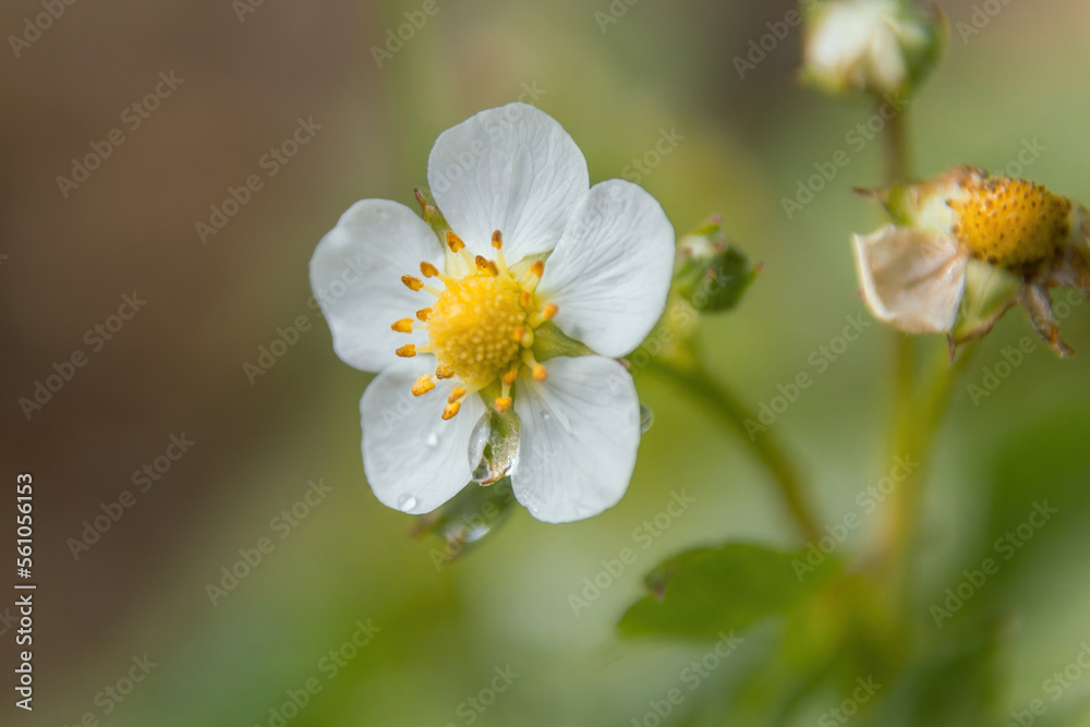 close up of a white flower close up of a white flower