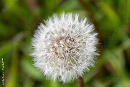 dandelion on green background