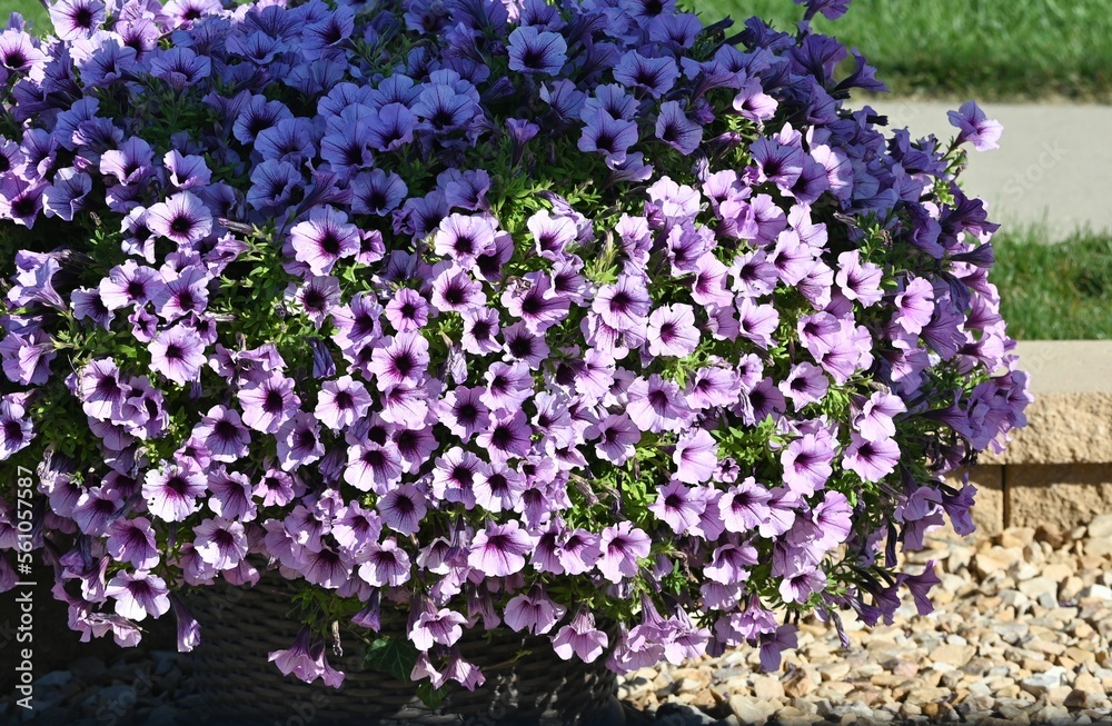 Purple Flower Bush Purple Flower Bush