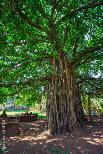 sacred tree in the jungle. India. Goa