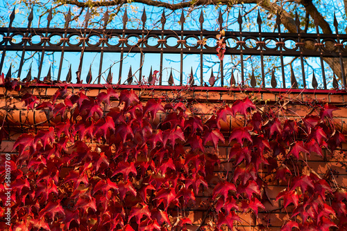 Red leaves of parthenocissus tricuspidata growing on the fence agaisnt blue sky. Natural leaves autumn background photo