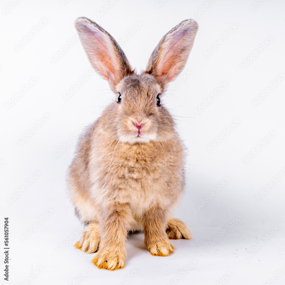 Fototapeta premium cute black and white rabbit isolated white background