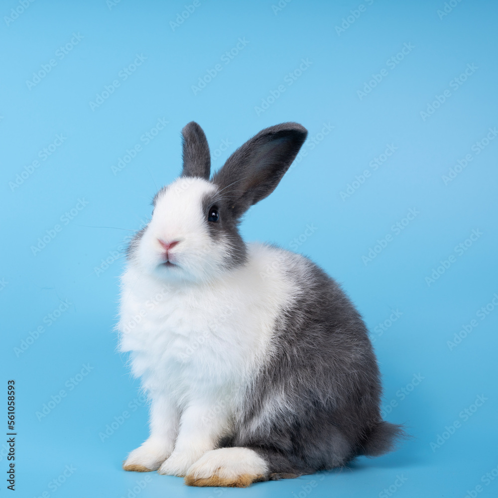cute black and white rabbit isolated blue background.. cute black and white rabbit isolated blue background..